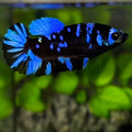 Avatar Blackstar Super Blue HMPK Betta Fish Female For Sorority / Breed
