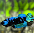 Avatar Blackstar Turquoise HMPK Betta Fish Female For Sorority / Breed