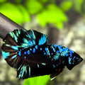 Avatar Blackstar Turquoise HMPK Betta Fish Male