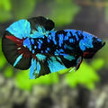 Avatar Blackstar Turquoise HMPK Betta Fish Male