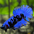 Avatar Blackstar Super Blue HMPK Betta Fish Male