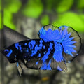 Avatar Blackstar Super Blue HMPK Betta Fish Male