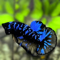 Avatar Blackstar Super Blue HMPK Betta Fish Male