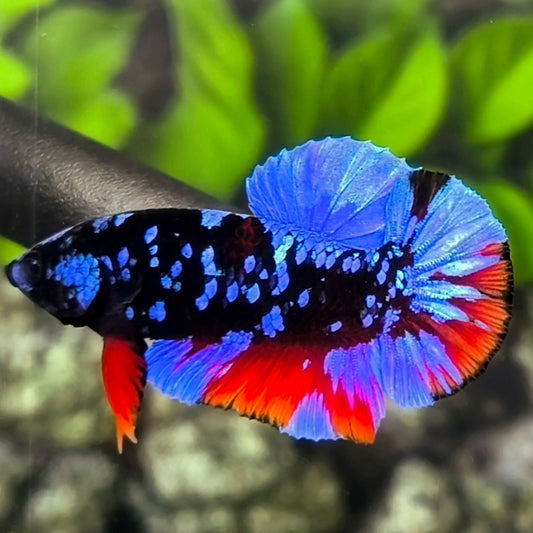 Avatar Blackstar Purple Red HMPK Betta Fish Male