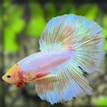 Pink Unicorn Halfmoon Betta Fish Male