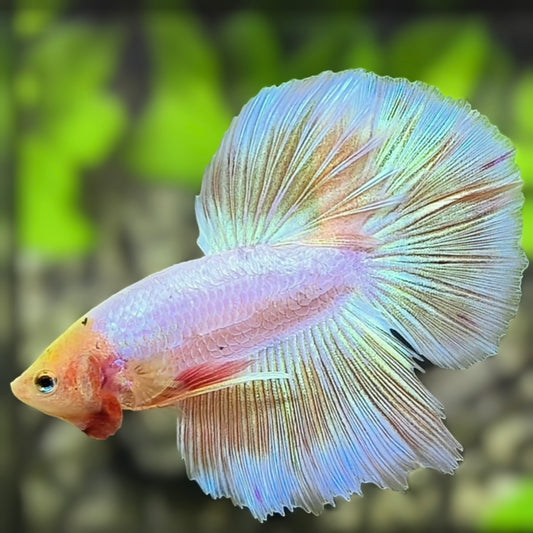 Pink Unicorn Halfmoon Betta Fish Male