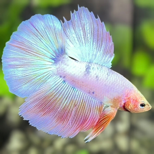 Unicorn Halfmoon Betta Fish Male