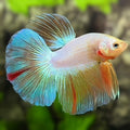 Pink Fancy Halfmoon Betta Fish Male