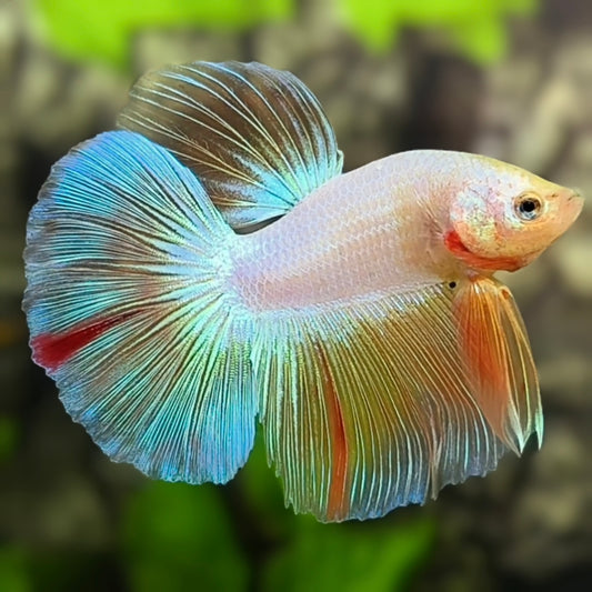 Pink Fancy Halfmoon Betta Fish Male
