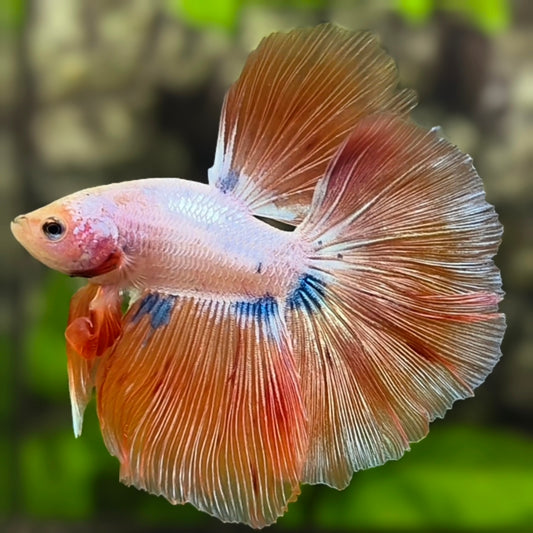 Pink Orange Fancy Halfmoon Betta Fish Male