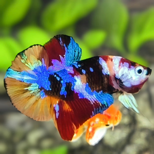 Multicolor Black Galaxy HMPK Betta Fish Male