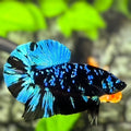 Avatar Blackstar Turquoise HMPK Betta Fish Male