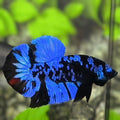 Avatar Blackstar Super Blue HMPK Betta Fish Male