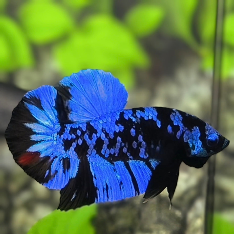 Avatar Blackstar Super Blue HMPK Betta Fish Male
