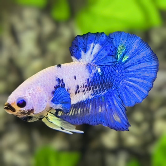 White Blue Marble HMPK Betta Fish Male