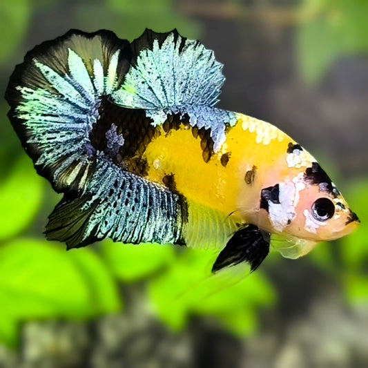 Yellow Koi Tiger Galaxy HMPK Betta Fish Male