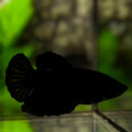 Super Black Halfmoon Betta Fish Female For Sorority / Breed