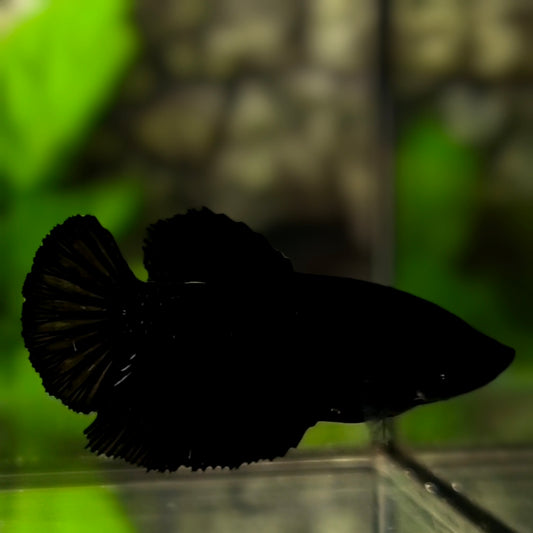 Super Black Halfmoon Betta Fish Female For Sorority / Breed