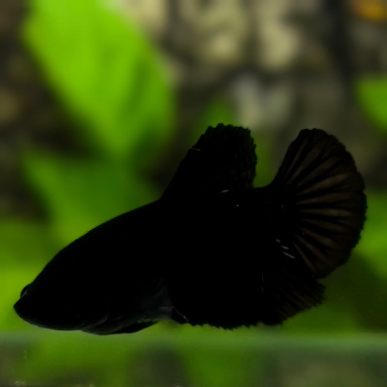 Super Black Halfmoon Betta Fish Female For Sorority / Breed