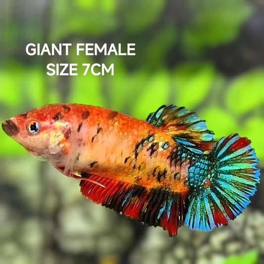 Koi Metalic Green JUMBO GIANT HMPK Betta Fish Female