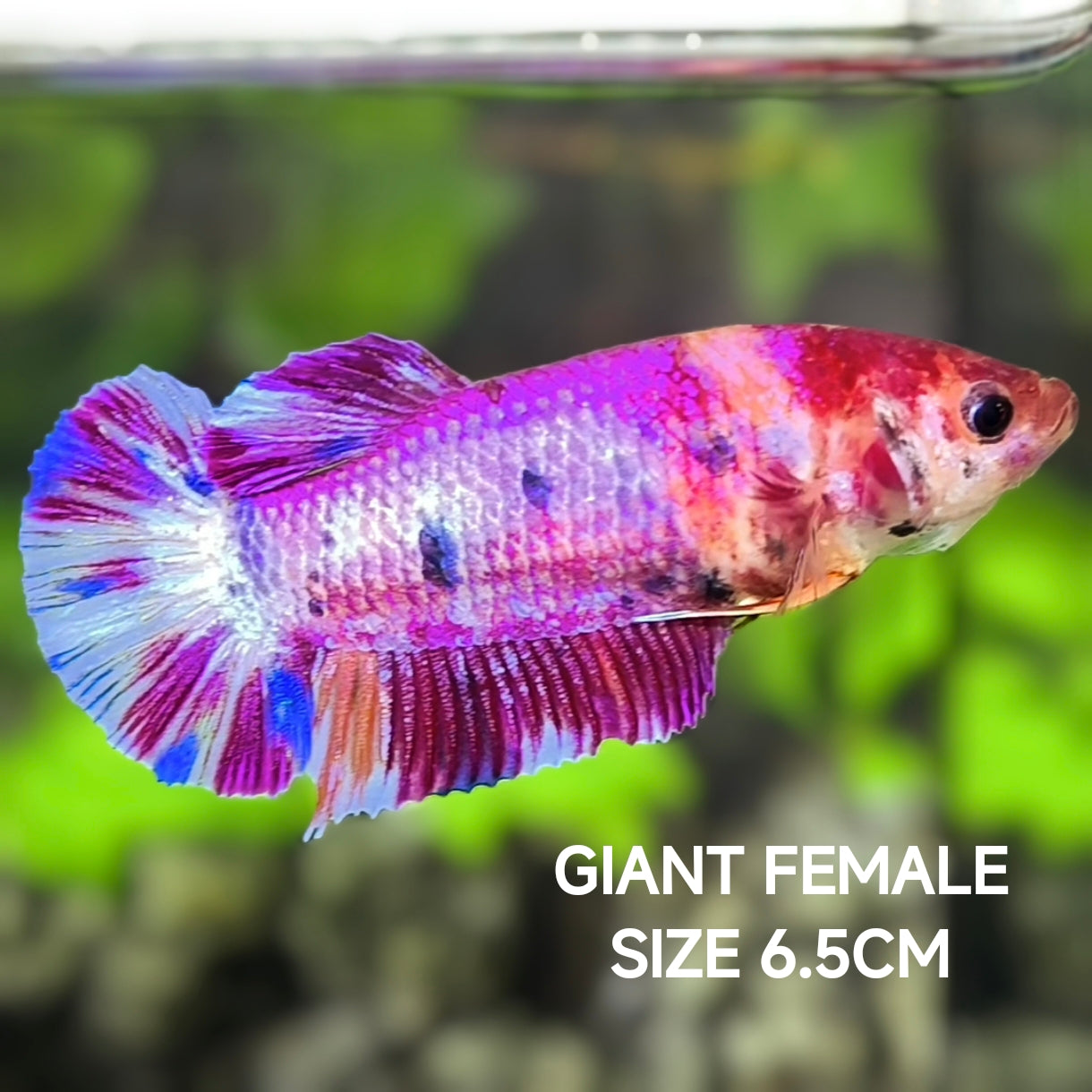 Multicolor Purple Candy JUMBO GIANT HMPK Betta Fish Female