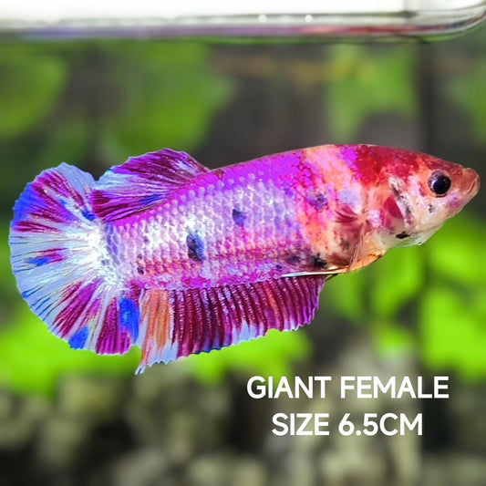 Multicolor Purple Candy JUMBO GIANT HMPK Betta Fish Female