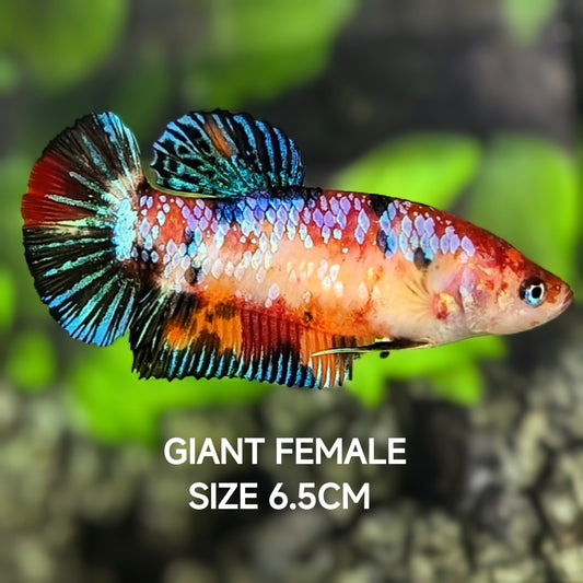 Multicolor Metalic Galaxy JUMBO GIANT HMPK Betta Fish Female