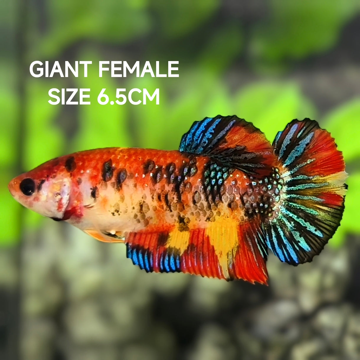 Multicolor Koi Metalic JUMBO GIANT HMPK Betta Fish Female