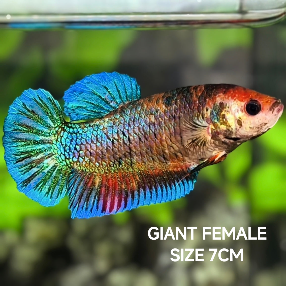 Fancy Koi JUMBO GIANT HMPK Betta Fish Female