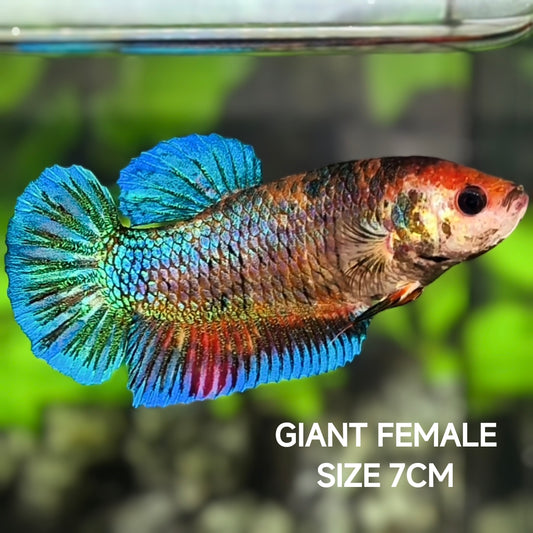 Fancy Koi JUMBO GIANT HMPK Betta Fish Female