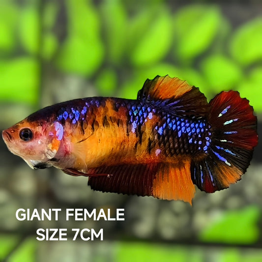 Multicolor Black Orange Koi Galaxy JUMBO GIANT HMPK Betta Fish Female