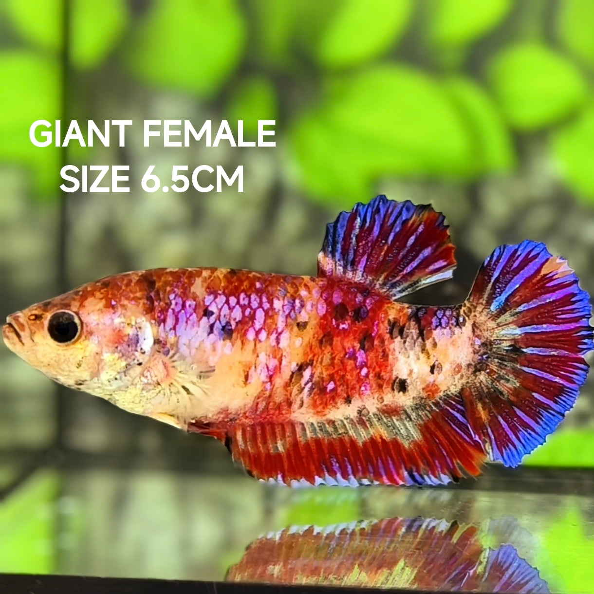 Koi Galaxy JUMBO GIANT HMPK Betta Fish Female