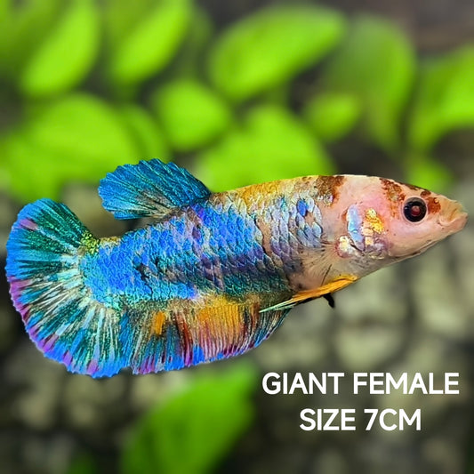 Fancy JUMBO GIANT HMPK Betta Fish Female