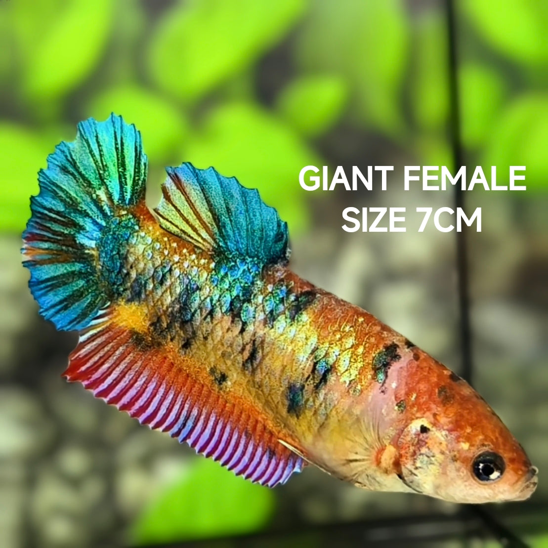 Multicolor Metalic JUMBO GIANT HMPK Betta Fish Female