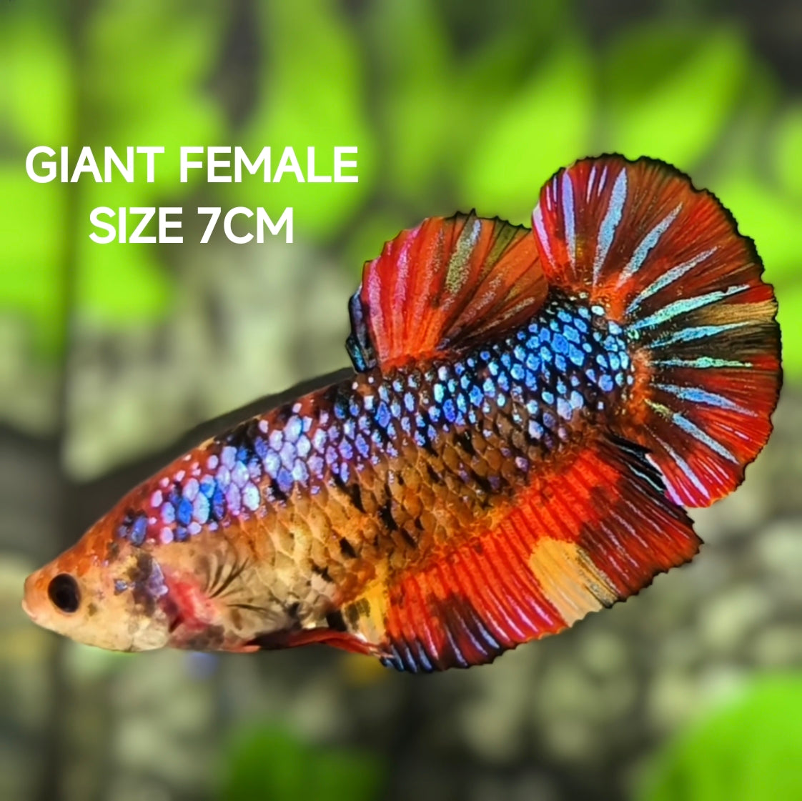 Multicolor Samurai JUMBO GIANT HMPK Betta Fish Female