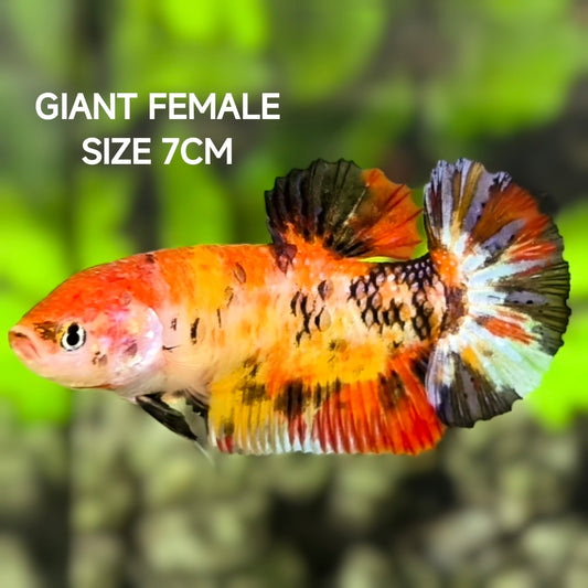 Koi Tiger JUMBO GIANT HMPK Betta Fish Female