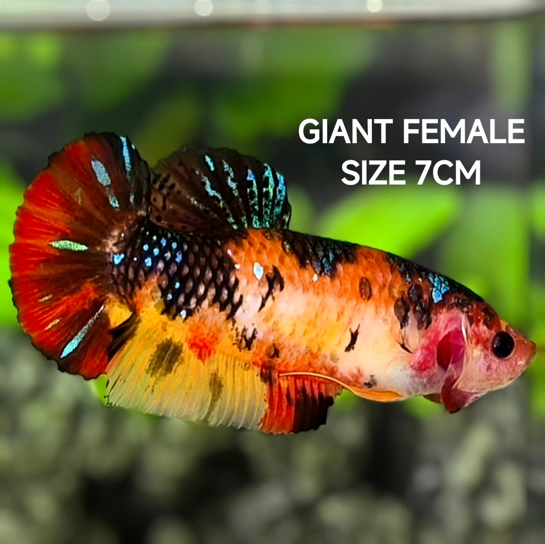 Koi Tiger Metalic JUMBO GIANT HMPK Betta Fish Female