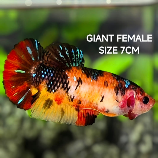 Koi Tiger Metalic JUMBO GIANT HMPK Betta Fish Female