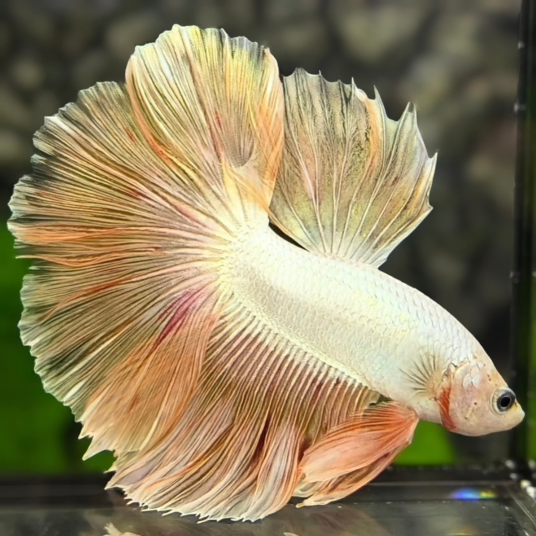 Platinum Rosegold Halfmoon Betta Fish Male