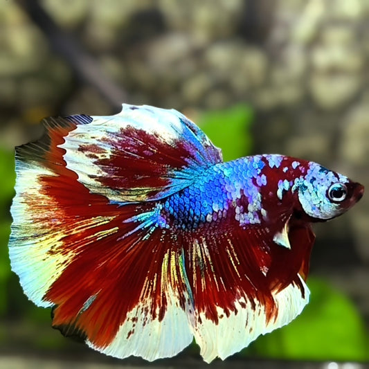 Multicolor Halfmoon Betta Fish Male