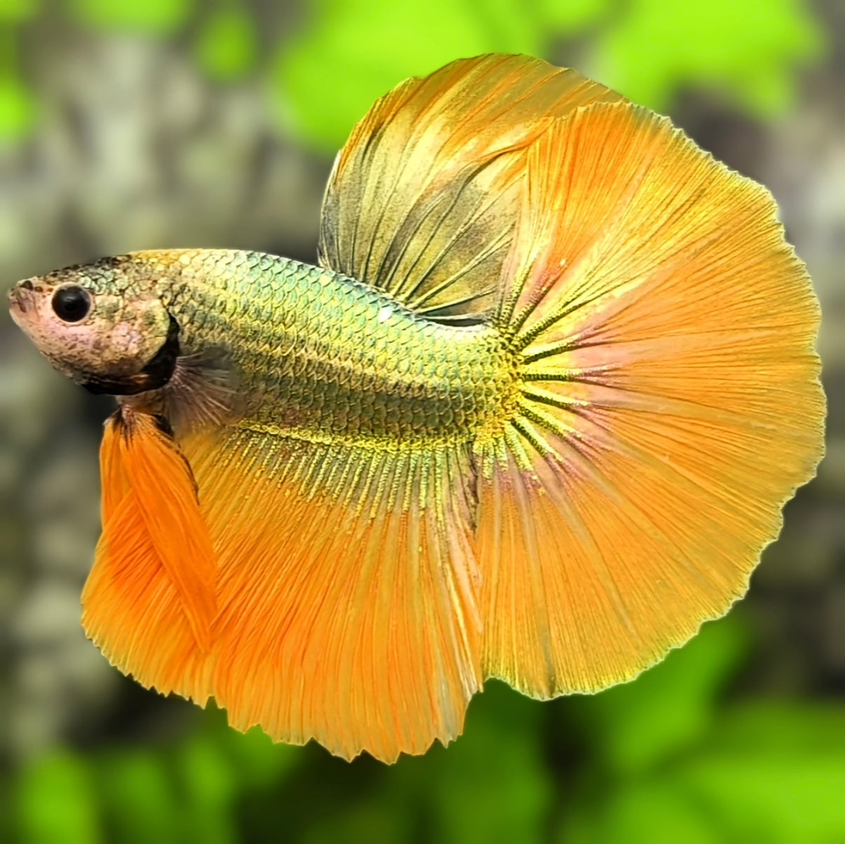Orange Copper Green Gold Butterfly Halfmoon Betta Fish Male