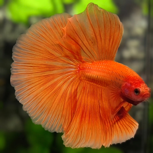 Solid Orange Halfmoon Betta Fish Male