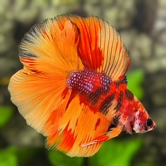 Nemo Koi Tiger Double Tail Halfmoon Betta Fish Male