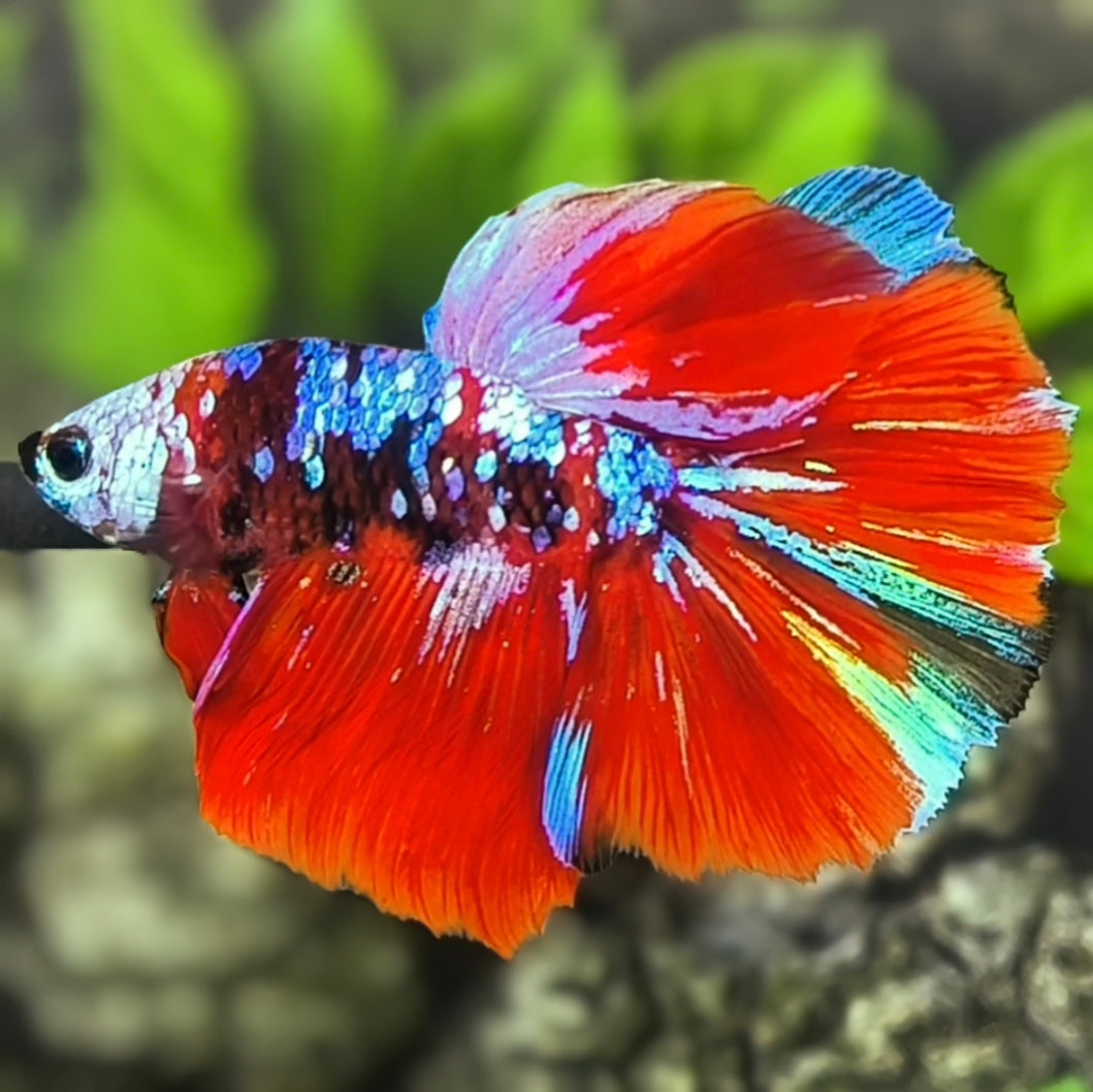 Multicolor Galaxy Halfmoon Betta Fish Male