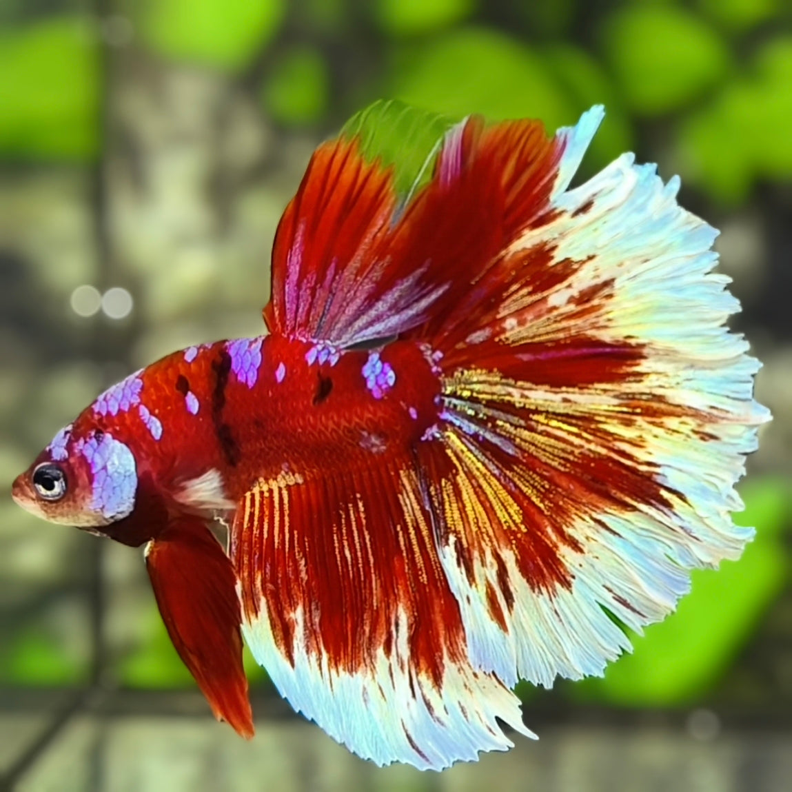 Red Barongsai Galaxy Halfmoon Betta Fish Male