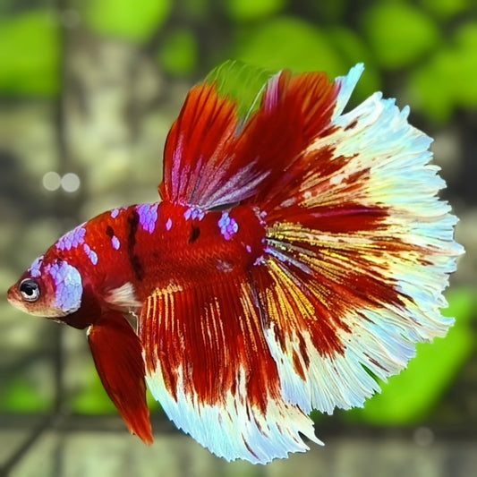 Red Barongsai Galaxy Halfmoon Betta Fish Male