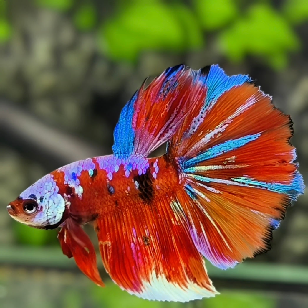 Multicolor Red Galaxy Halfmoon Betta Fish Male