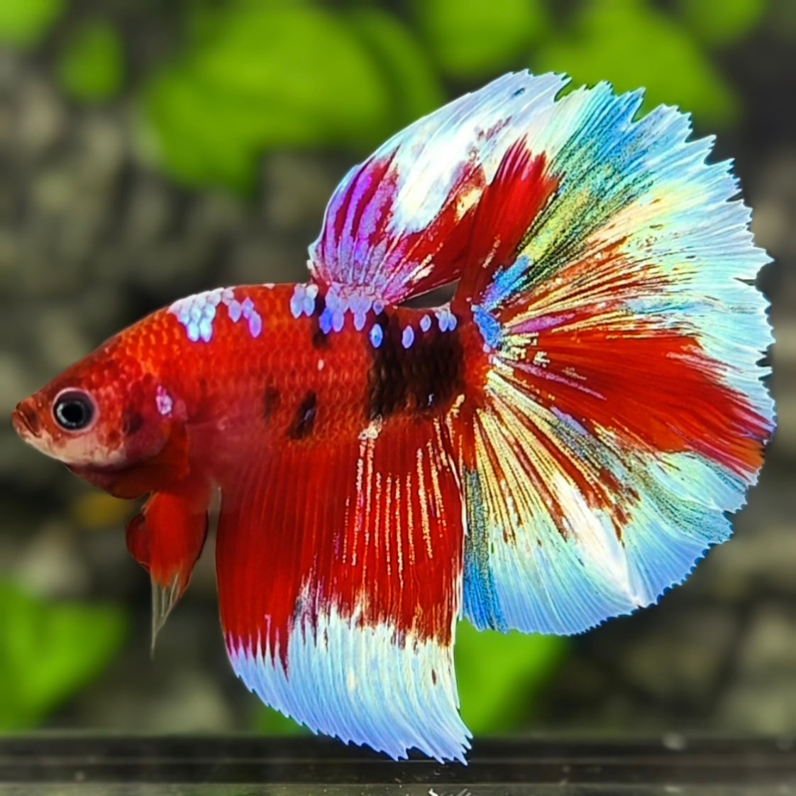 Red Barongsai Galaxy Halfmoon Betta Fish Male