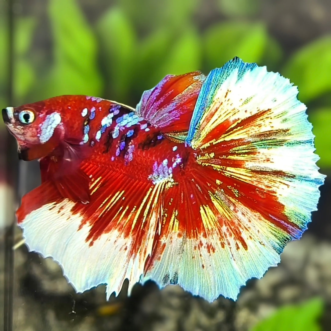 Red Barongsai Galaxy Halfmoon Betta Fish Male