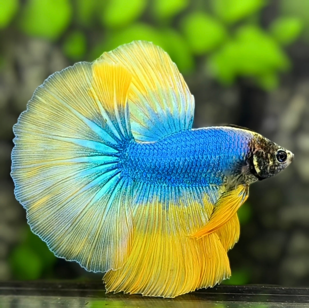 Turquoise Blue Yellow Butterfly Halfmoon Betta Fish Male